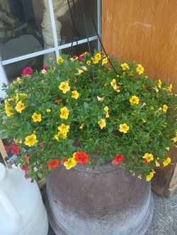 Calibrochoa hanging basket