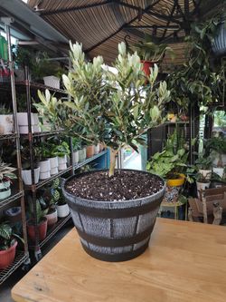 Dwarf Olive Bonsai Tree 