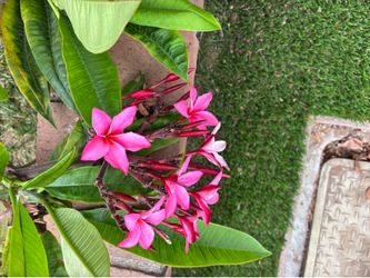 Plumeria cuttings