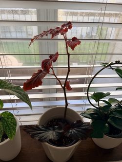 Plant