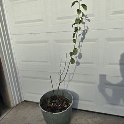 Candy Heart Pluerry, (Prunus salicina x Prunus cerasifera). $40 for 8 gallon pot.
