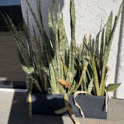 2 Rectangular Modern Planter With Plant