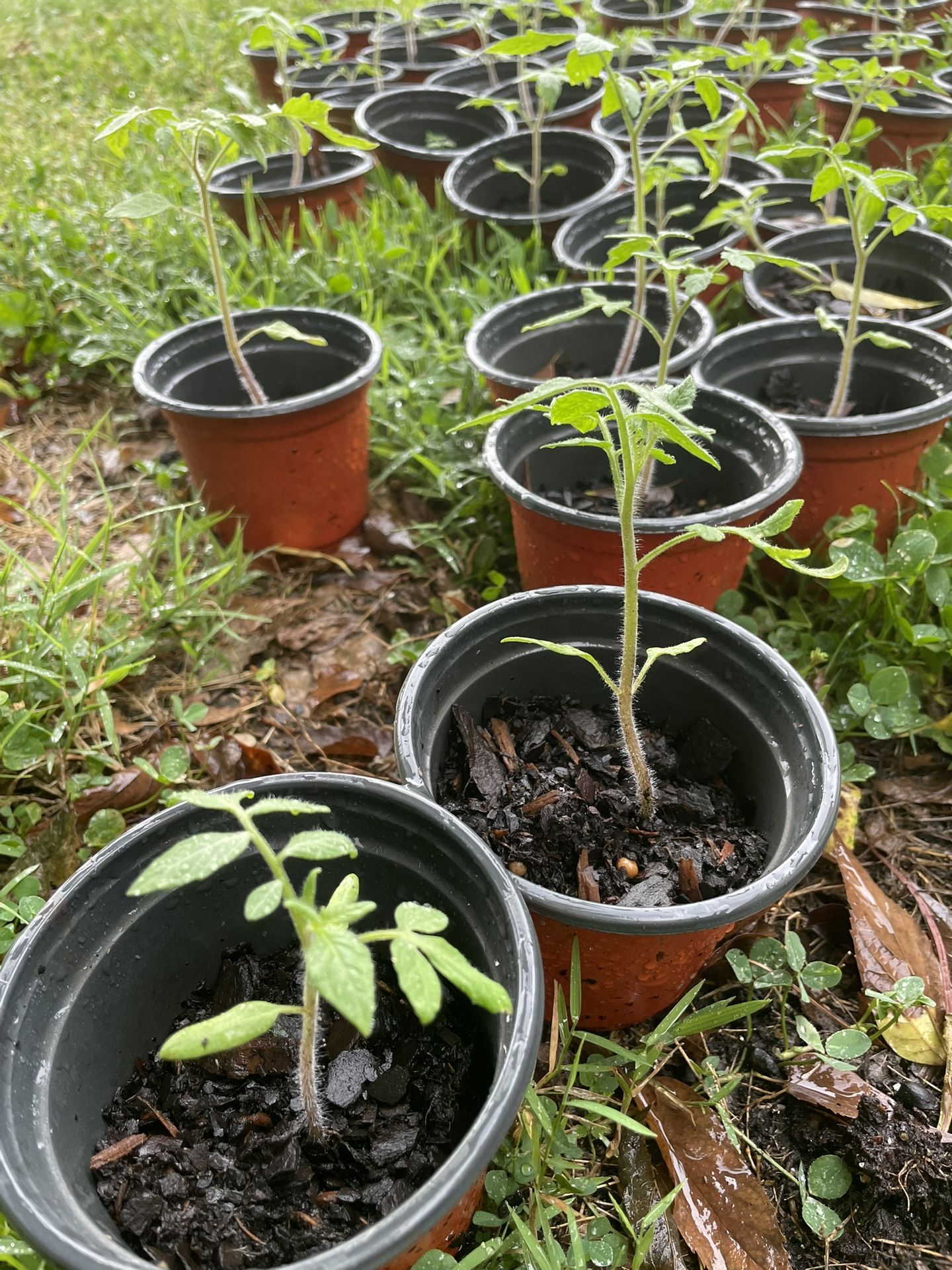 Giant Green Zebra Tomato Plants