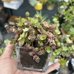 Succulents Arrangements Pequeños $5 Each