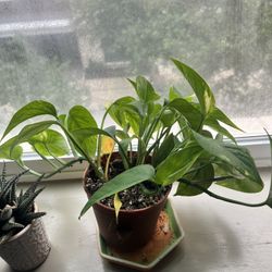 Small Golden Pothos Plant 