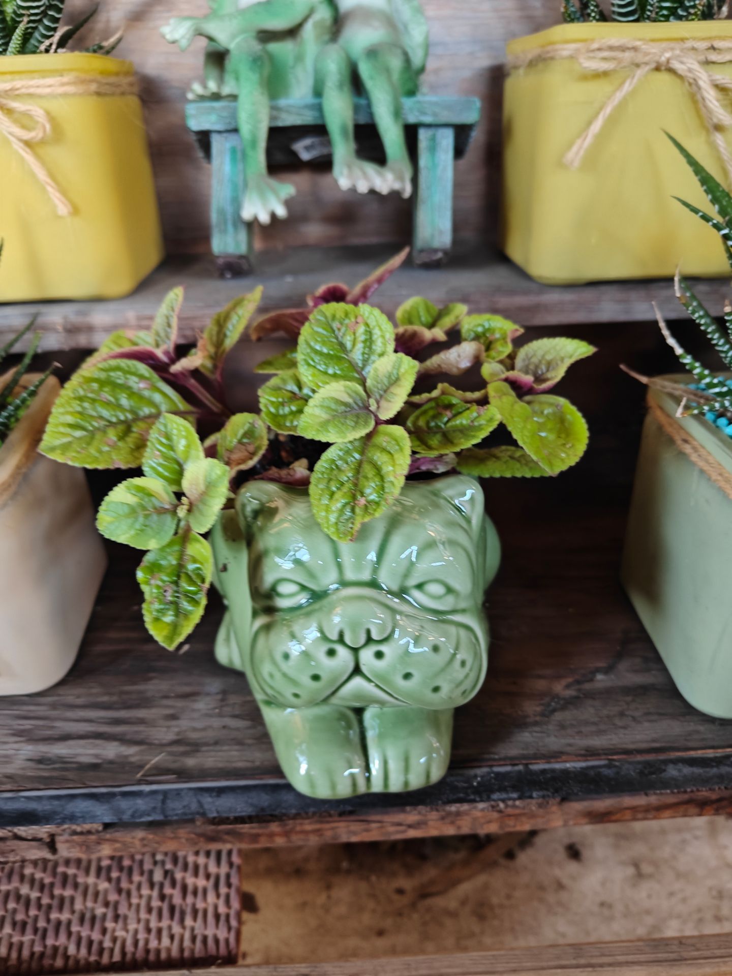 Cute Pots with Succulents/Plants