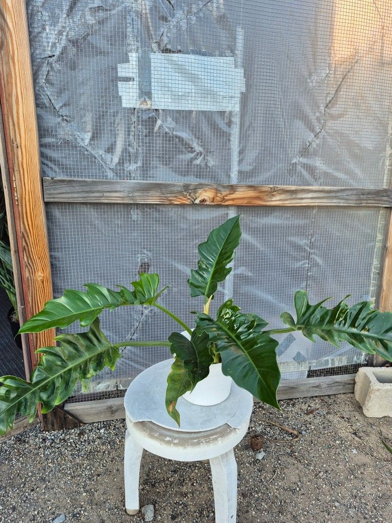 Philodendron Jungle Boogie Plant 8" Pot