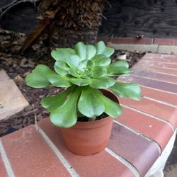 Aeonium Plant 