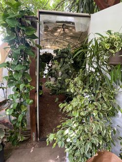 ❤️🪴🎉🎈❣️🙏Happy Saturday!!! Open houseplant sale today zip95820
