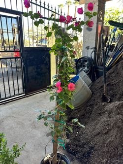 Planta De Buganbilia $20