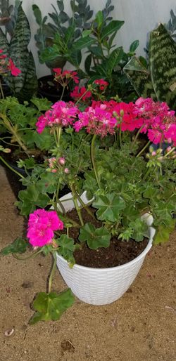 Fuchsia geraniums