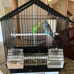 Two Beautiful Parakeets + Free cage