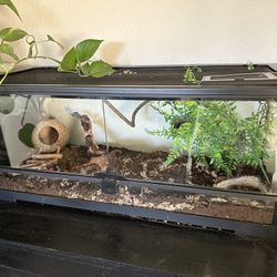 Reptile Tank Terrarium