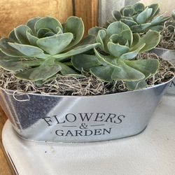 Mothers Day Gift - Succulent Arrangements 