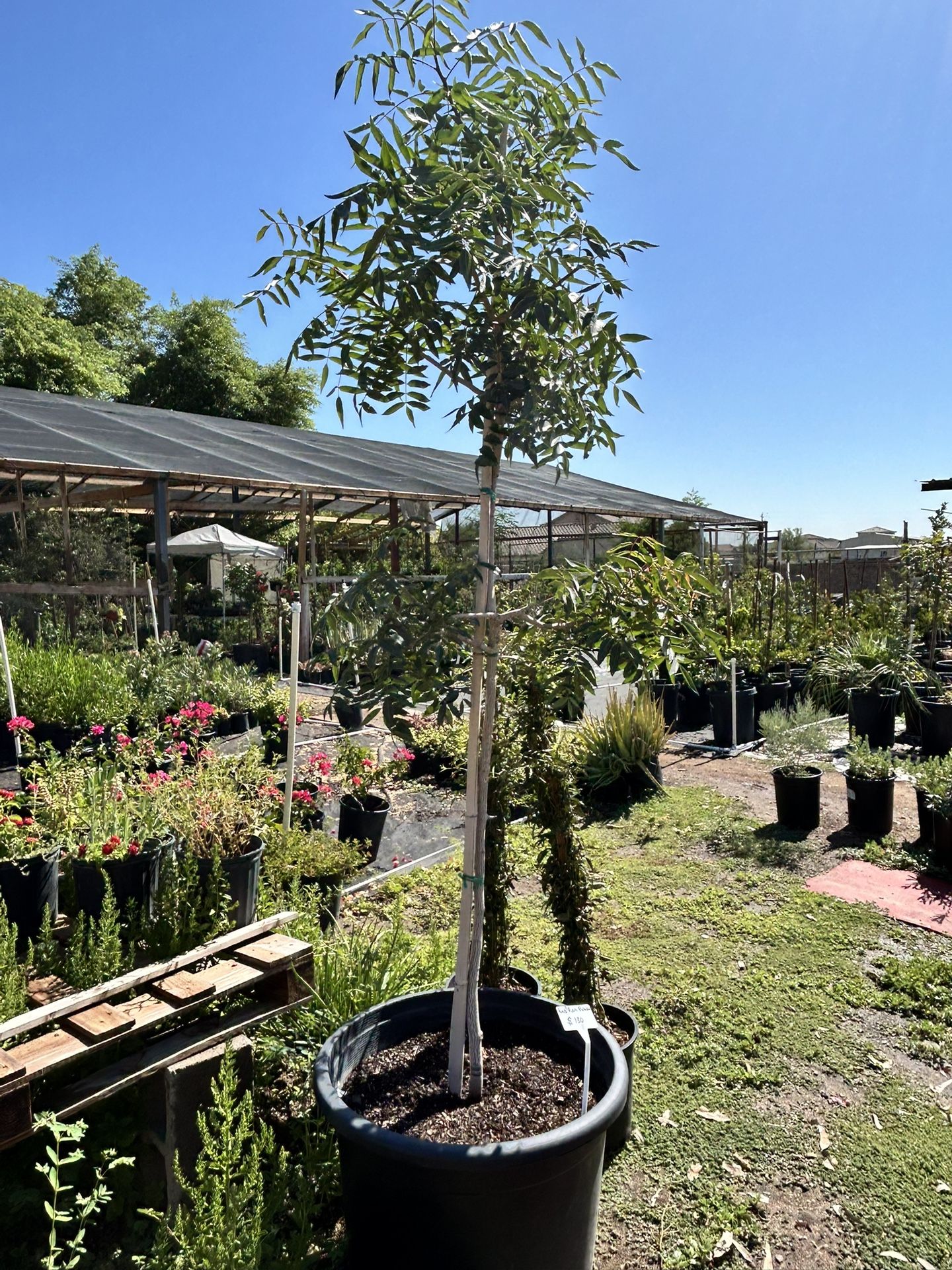 24g Red Push Pistachio Tree