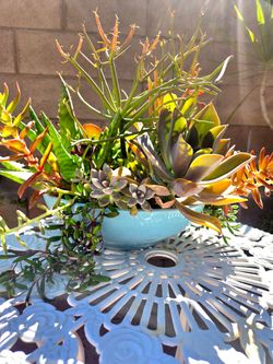 Decoration Suculents Plants Mix