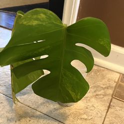 Variegated Monstera Aurea Plant Cutting (pls Read Description Below)