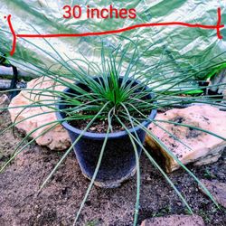 Agave Stricta, 5 Gallon
