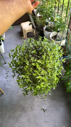 Amazing plant