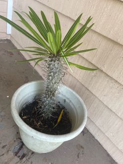Madagascar palm tree