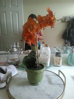 Orchid plant home decor
