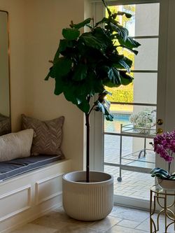 RH Fig Trees