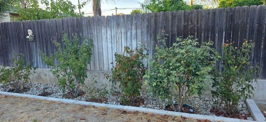 Free Rose Bushes