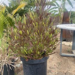 Tree/bush Great For Shade Or Privacy 