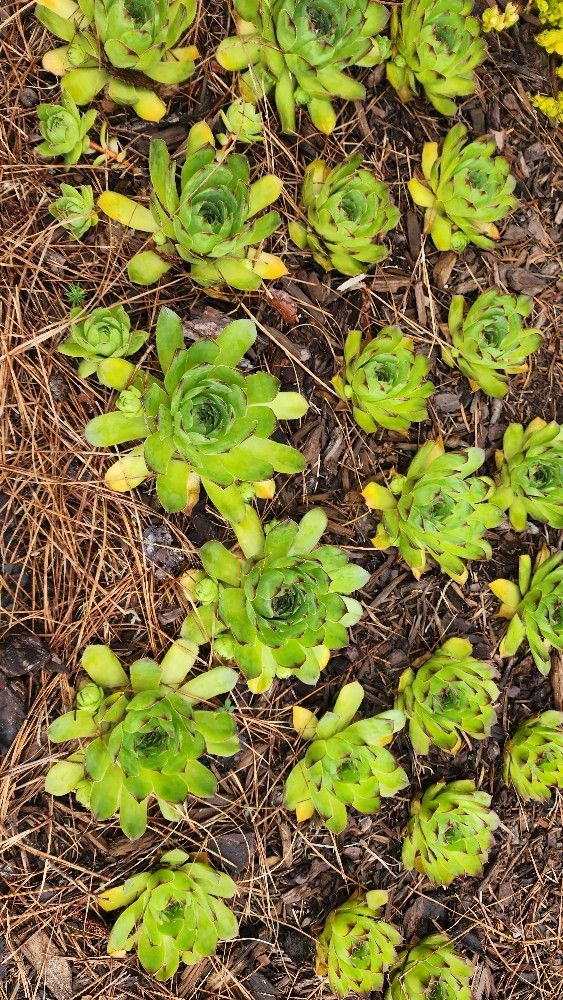 Beautiful Succulents