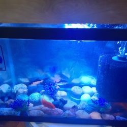 Fish Tank Aquarium Setup