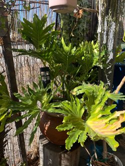 Philodendron plant