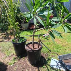 Plumeria Plant