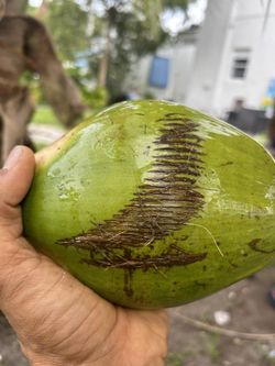 $3 Or 2 For $5 Coconuts 