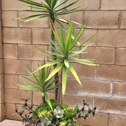 Palma Yucca 