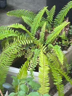 Plants for sell 2