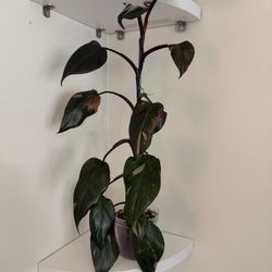 Pink Princess (4in Pot)