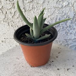 4 Inch Pot Succulent Plant - Crassula Falcata Perfoliata - Propeller Plant - Red Treasure - Rooted & Established - Drought Resistant 🪴