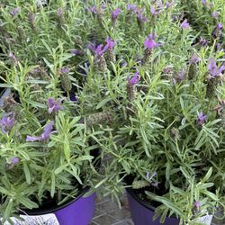 Lavender