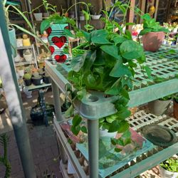 Insulin Vining Plant In 7in Ceramic Pot 