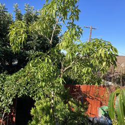 Grafted Yellow Skin White Sapote Tree