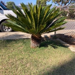 Sago Palm Tree