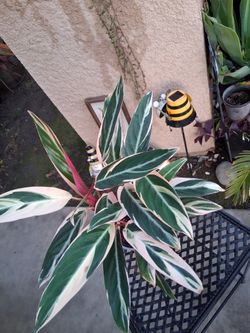 Stromanthe Triostar Plant $20