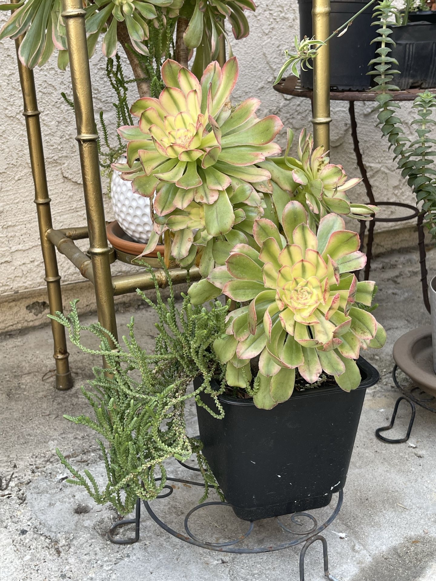 Beautiful succulent
