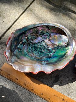 Abalone Shells Large Red Beautiful