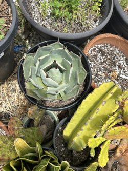Artichoke Agave