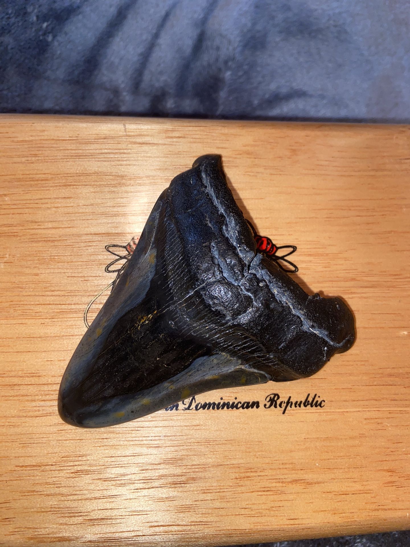 megalodon Shark Tooth 