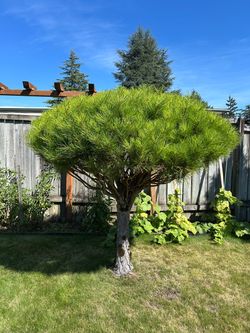 Trees for sale
