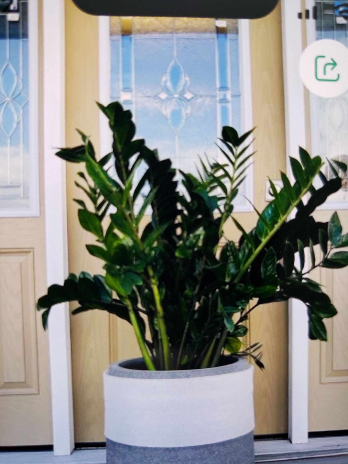 Beautiful ZZ Plants