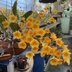 Dendrobium Aggregatum Orchid flower