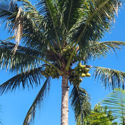 Free Organic Coconuts